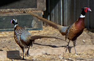 Adult Pheasant Sales