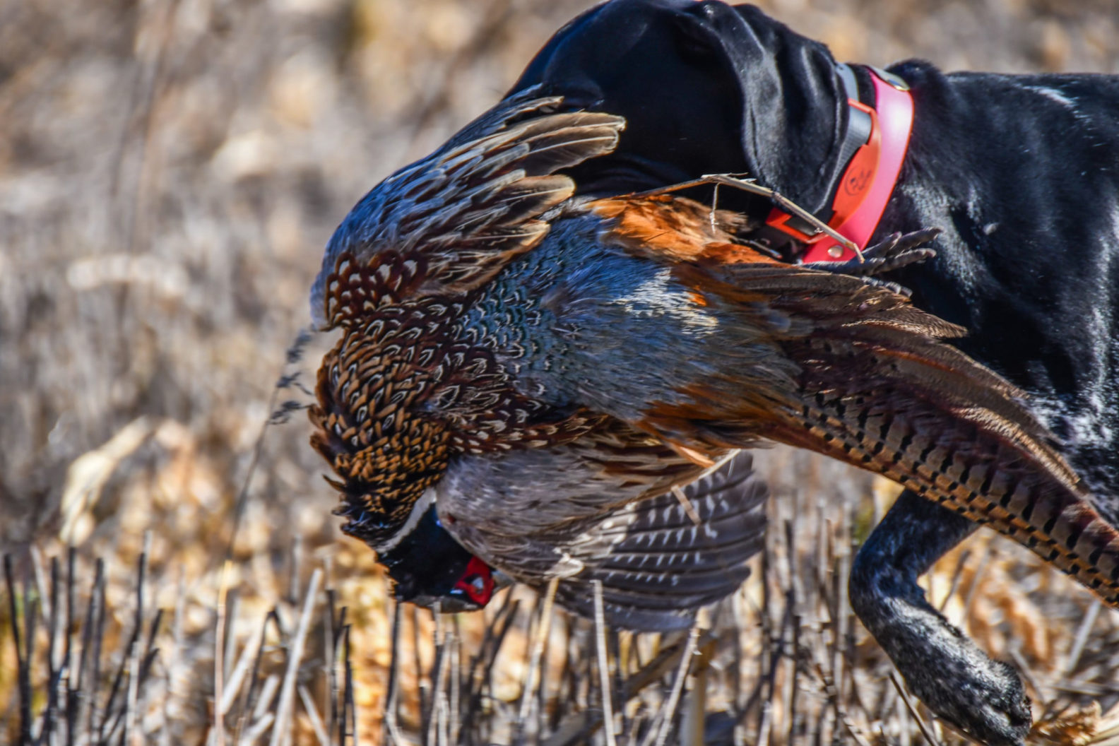 Upland Bird Hunts • [Kansas Pheasant and Quail Hunts]