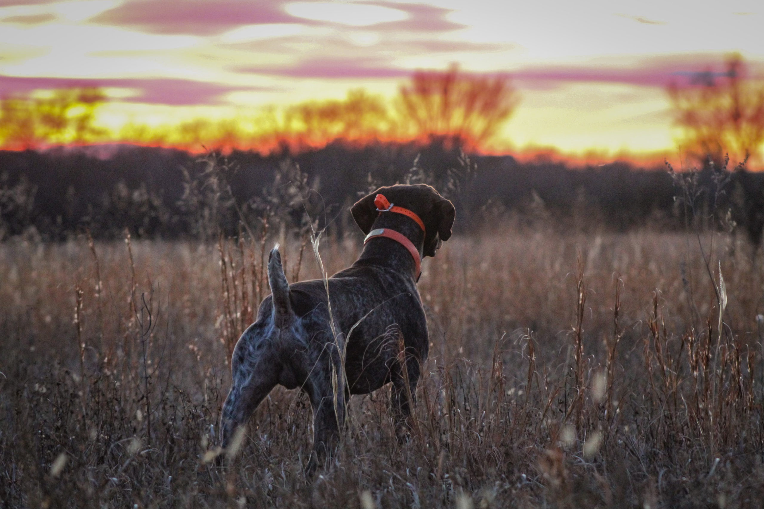 Upland Bird Hunts • [Kansas Pheasant and Quail Hunts]